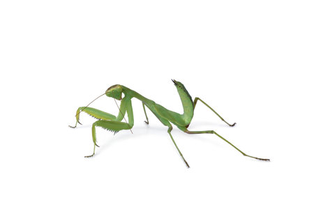 Green European mantis (Mantis religiosa) on white background
