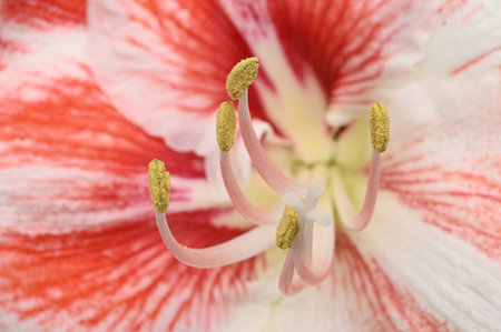 Pink Amaryllis flower, for backgrounds or texturesの写真素材