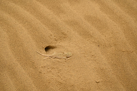 Toad-headed agama (Phrynocephalus mystaceus) on sandの写真素材