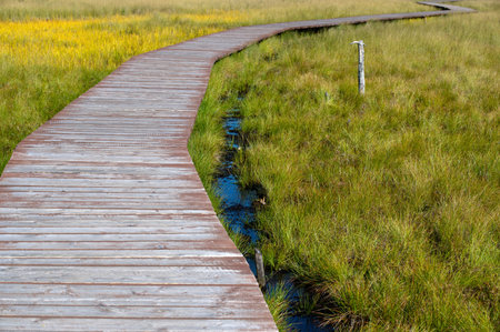 Wooden path in the swamp, autumn landscape. Sestroretsk swamp ecotrope, Russia