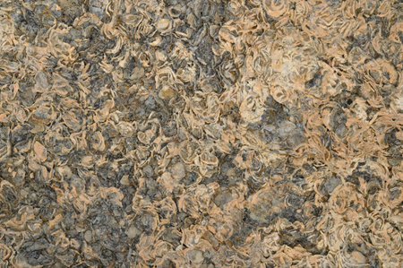 Texture of natural shell rock, for backgrounds or textures