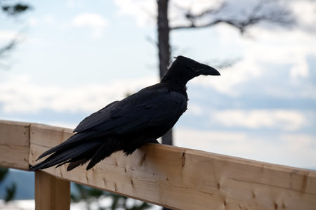 Black raven (Corvus corax) sitting on wooden railing, eastern Siberia, Sakha Republic, Russiaの写真素材