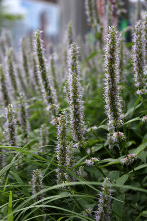 Agastache foeniculum, commonly called anise hyssop, for backgrounds or texturesの写真素材