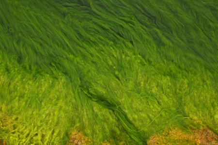 Green seaweed in sea, for backgrounds or texturesの写真素材