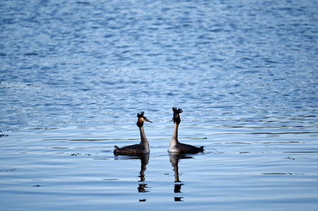 A couple of great crested grebe (Podiceps cristatus) swim on the lake's surfaceの写真素材