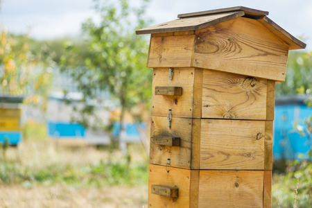 hive in the apiary