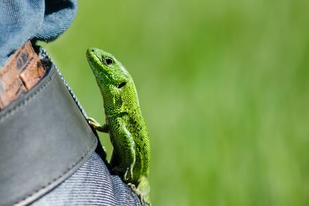 Lizard on jeans with a bel