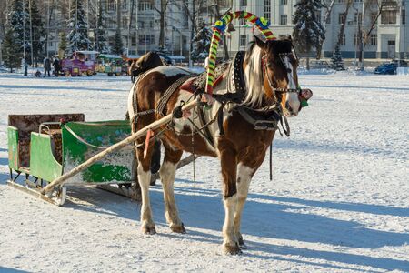 Horse and sleigh in winterの写真素材