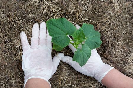 sheltering seedlings of cucumber handsの写真素材