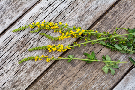 agrimony herb on a wooden backgroundの写真素材