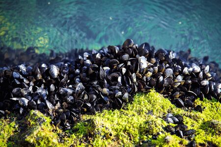 mussels on the rocks near the ocean shore