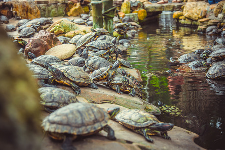 dwarf turtles sit on stones in the temple. Malaysiaの写真素材