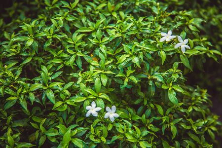 Beautiful green bush, close-up. Kuala Lumpur. Malaysia, Asiaの写真素材
