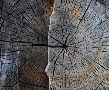 Wood texture background.saw cut wood