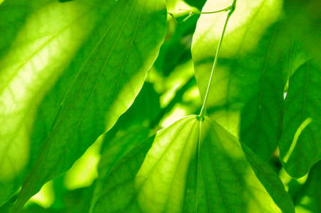 sun over green leaves in garden