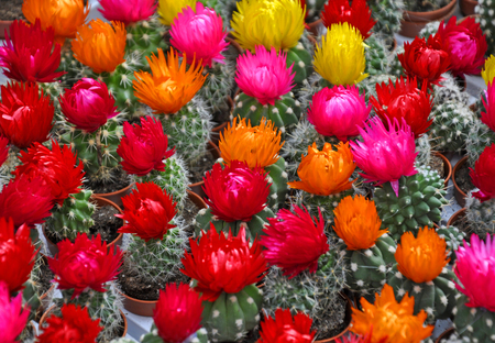 Sale of cactuses of various grades in the Flower market. The flower market is one of sights of the cityの写真素材
