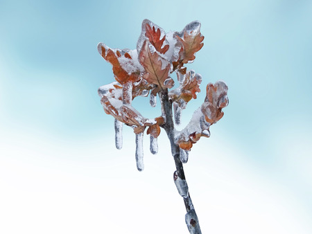 Freezing rain on the oak branches of a shrub with leaves trapped in ice.
