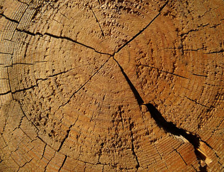 wooden texture background blank for design                                        の写真素材