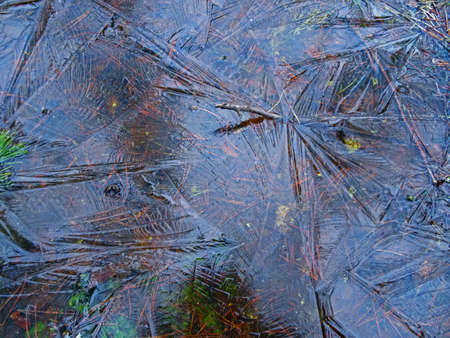   Swamp in autumn. Forest frozen swamp.  Leaves in ice.                             
