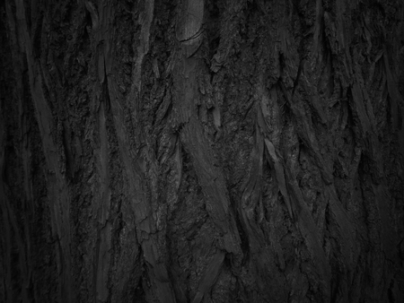 Background texture of tree bark. Skin the bark of a tree that traces cracking.の写真素材