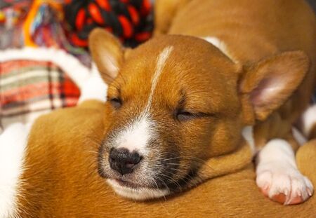 nice puppy asleep at home quietly
