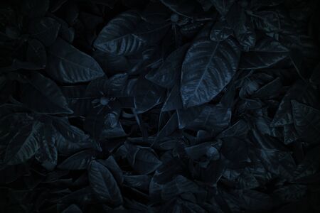 Dark leaves and ornamental plants backdrop background                               の写真素材
