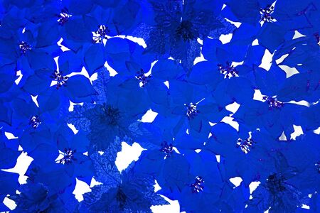 Beautiful blue flowers. Background with blue decorative flowers. Flower design.                     ...