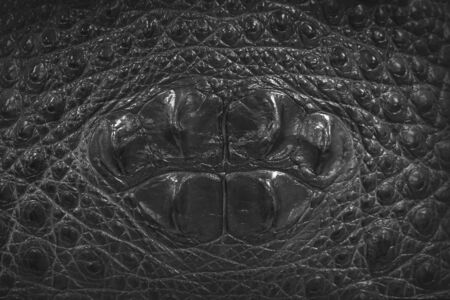 Leather with crocodile dressed texture. Abstract background in dark colors.                                                              の写真素材