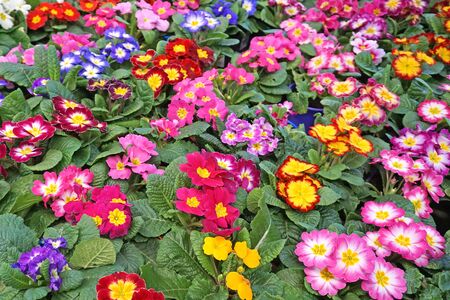 Colorful flowers on a beautiful green backgroundの写真素材