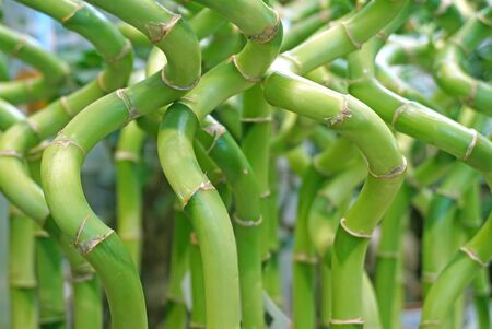 Many of the roots of bamboo in a clear glass vase. Happy bambooの写真素材