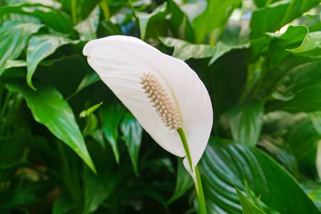 SPATHIPHYLLUM FLORIBUNDUM houseplant - beautiful white flower on the background of green leavesの写真素材