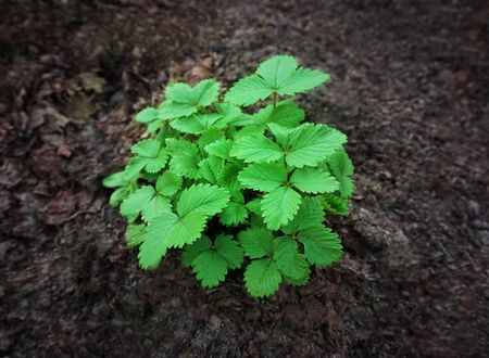Young strawberry bushes grow in a garden bed. Growing berries in the outdoors,