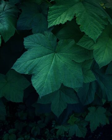 Green dark leaves background, Natural background and wallpaperの写真素材