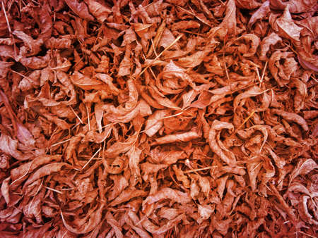 Brown autumn leaves background. Outdoor. Colorful backround image of fallen autumn leaves perfect for seasonal use. Space for text.の写真素材