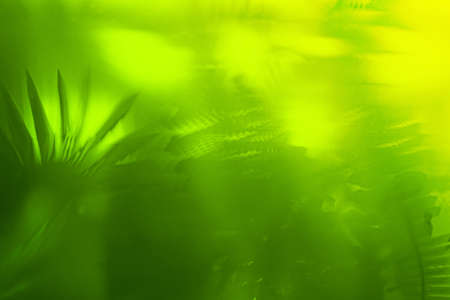Tropical bamboo trees behind the frosted glass in fog with backlighting. decoration of green plants premises, background. the natural exotic designの写真素材