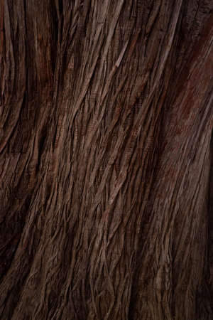 Texture of bark wood use as natural background. Rough textured knot on tree trunk closeup