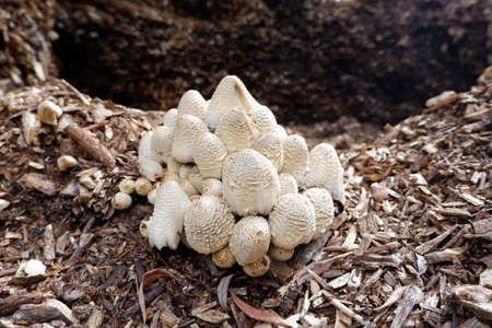 Coprinus mushroom. Low angle shot showing lots of mushrooms.の写真素材