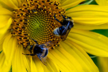 Two bumblebees collect nectar from a sunflowerの写真素材