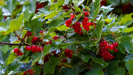 Red currant shimmers in the drops of past rainの写真素材
