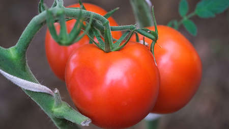 Photo food vegetable red tomato. The texture of tomatoes on a branch. Tomatoes, juicy and red. Macro.の写真素材