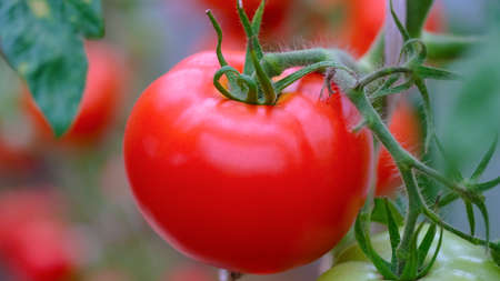 Photo food vegetable red tomato. The texture of tomatoes on a branch. Tomatoes, juicy and red. Macro.の写真素材