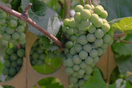 bunch of white grapes in sunset light. High quality photoの写真素材