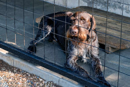 Guard dog on guard, restricted area concept. High quality photo