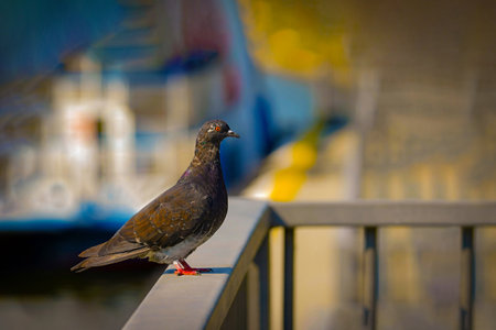 Wild pigeon against the background of a defocused motor shipの写真素材