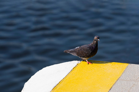 Wild dove on the background of the river with blue flowers.の写真素材