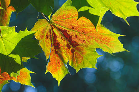 Sunlit texture of autumn multicolored maple leaves.の写真素材