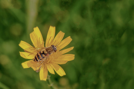 Macro close-up of a wasp on a yellow flowerの写真素材