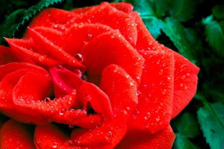 Beautiful red rose close up. Flower close-upの写真素材