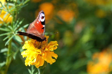 A variegated butterfly sits on a yellow flower.の写真素材