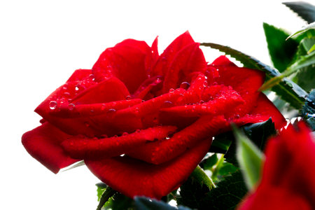 Beautiful red rose close up on a white backgroundの写真素材